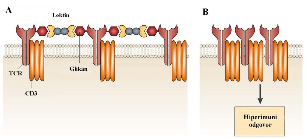 Slika 6. Shematski prikaz aktivacije T-limfocita posredovane s aktivnošću GnT-V.