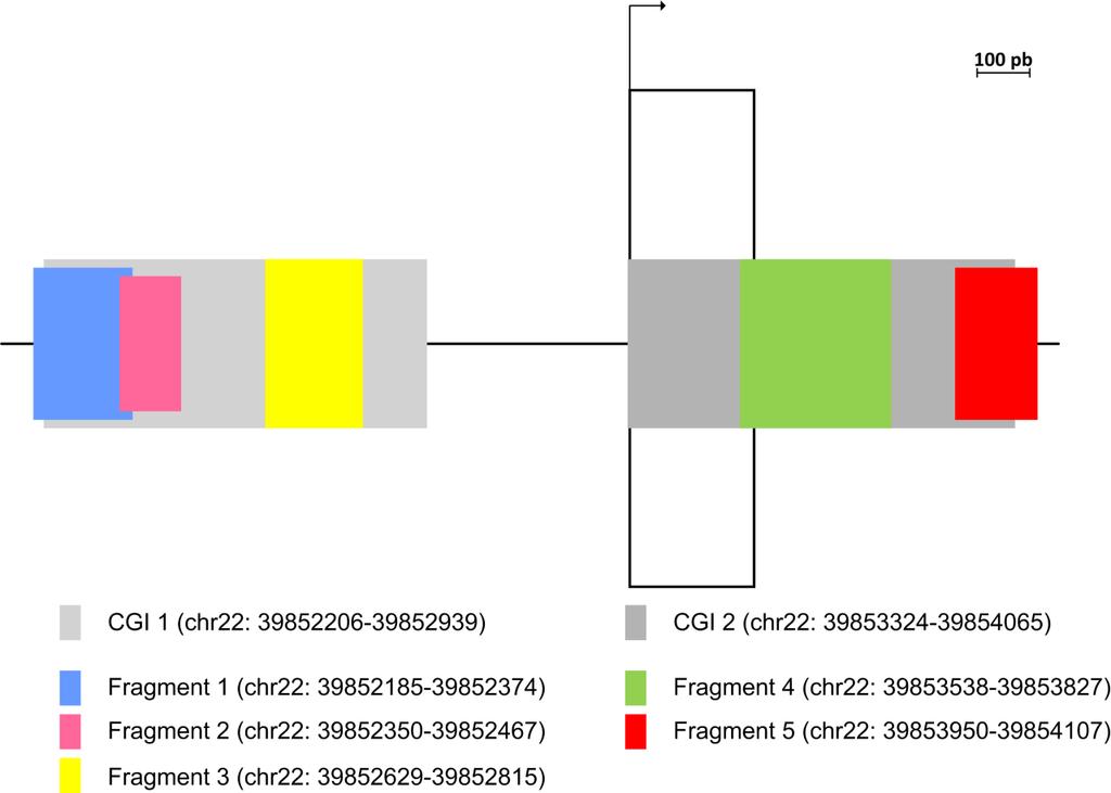 A B Slika 7. A) Shematski prikaz gena MGAT3. CpG otoci su označeni sivom bojom (CGI od engl. CpG island) te su prikazane koordinate CpG otoka.