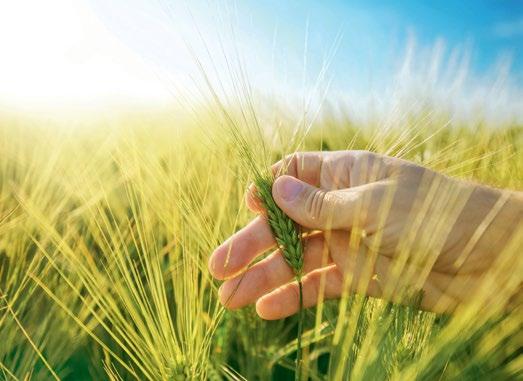 Grupa CULTIVUP Grupa Društvena odgvornost CultivUP, Axereal inicijativa u promoviranju održive poljoprivrede Kako bi najbolje odgovorio potrebama svojih klijenata, Axereal je tijekom žetve 2018.