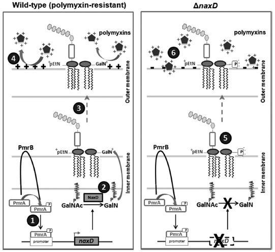 je gen naxd reguliran transkripcijskim faktorom PmrA. NaxD katalizira deacetilaciju acetilglukozaminske skupine.