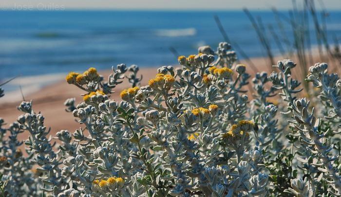 Табелa 1. Систематика Otanthus maritimus (L.