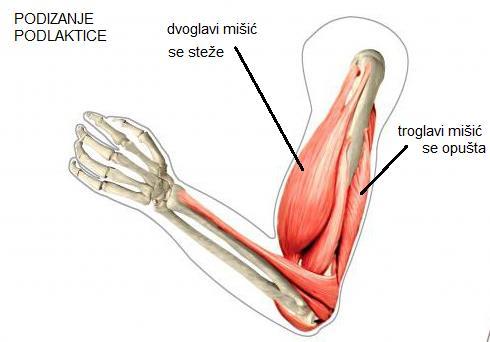 Mišići najčešće rade u paru. Stezanjem dvoglavog mišića nadlaktice podižemo podlakticu. Istovremeno, troglavi se mišić opušta (Slika 1. a).