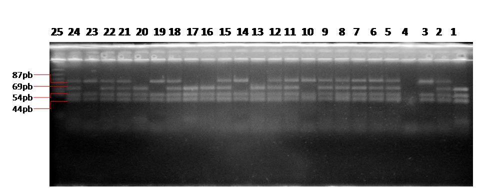 Slika 10. prikazuje PCR produkte umnoženih fragmenata nakon cijepanja restrikcijskom endokukleazom Nla III. Na prve tri pozicije nalaze se kontrolni uzorci.