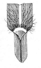 Kod ove vrste jezičac je nadomješten vjenčićem finih dlačica te je sivog muhara prema ovoj morfološkoj karakteristici najlakše izdvojiti od ostalih trava (slika 2.
