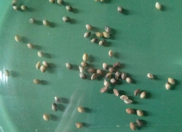 (1961) proučavajući brojnost sjemenki po biljci u Novoj Engleskoj (SAD) utvrdili su 180 sjemenki po klasu sivog muhara.