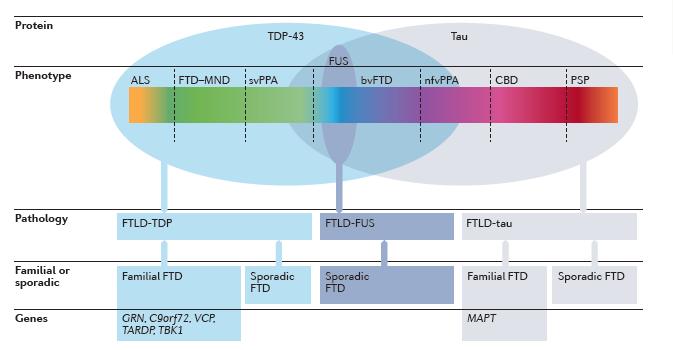 et al. 2017) (Slika 8). FTLD-FUS patologija je povezana sa ranijim početkom FTD, izraženim neurospihijatrijskim manifestacijama i bržim tokom bolesti (Neumann et al. 2009).