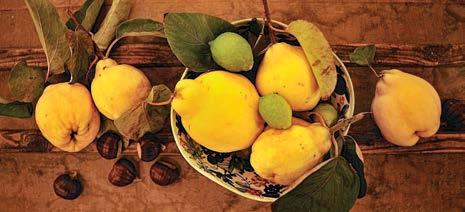 1. Faze proizvodnje voćnih rakija Aromatične materije predstavljaju smešu isparljivih jedinjenja koja daju nezamenjivu čulnu karakteristiku određene sirovine ili proizvoda, pa time i voćnih rakija.