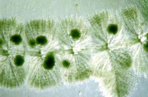 Microcystis aeruginosa, Amphora ovalis, Melosira granulate, Pinnularia maior, Trachelomonas hispida, Pandorina morum и Oocystis lacustris.
