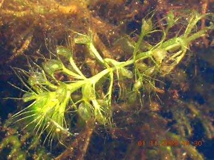 У оквиру 62 обрађена локалитета у значајне врсте које су утврђене на највише локалитета се убрајају ребратица (Hottonia palustris) (17), водена папрат (Salvinia natans) (12), мочварна папрат