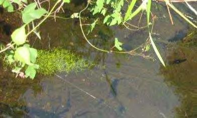 Заједнице водених љутића (Ranunculus subgen. Batrachium) јављају се на малобројним локалитетима дуж водотока Засавице, у микродепресијама и малим каналима дуж путева.