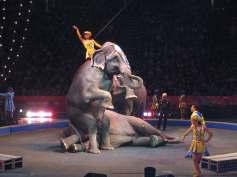 Ima li budućnosti za cirkuske predstave? Ringling Bros.