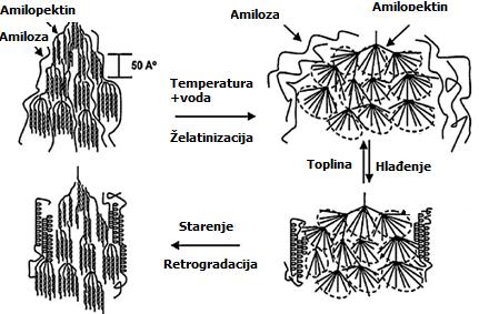 ponovno nastaje uređenija, kristalinična struktura (slika 9.). Retrogradacija amiloze nastupa tijekom hlađenja, dok do retrogradacije amilopektina dolazi kroz nekoliko dana (Piccinini i sur., 2011).