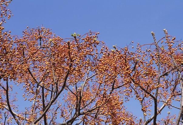 Flowers are bisexual, conspicuous, fragrant, small, pale purple, arranged in 10 25 cm long, erect panicles; flowering in April to May. Slika 2.