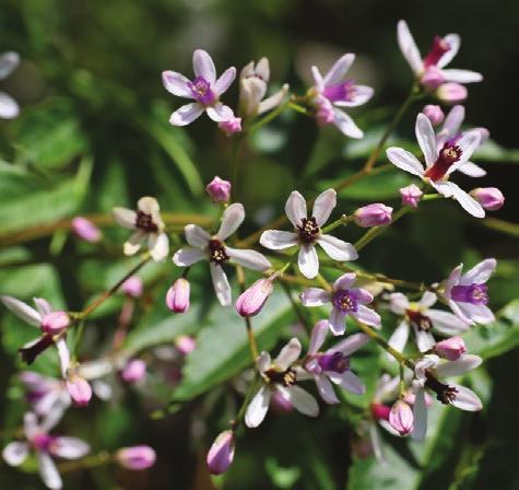 očenašica, indijska melija, indijski jorgovan (Meliaceae) Očenašica pripada porodici mahagonijevki, koja sadrži oko 50 rodova i 700 vrsta drveća i grmlja rasprostranjenih u tropskom i subtropskom