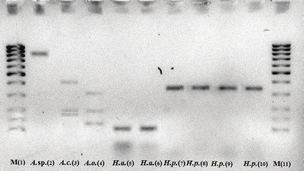 ZAHIROVIĆ K. et al.: CAUSITIVE AGENTS OF DECAY OF NORWAY SPRUCE /PICEA ABIES (L.) KARST.