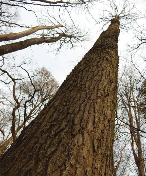 BOBINAC M. et al.: GROWTH ELEMENTS OF THE TREES AND THE STAND OF Gymnocladus dioicus (L.) K. KOCH AT FRUŠKA GORA (SERBIA) 169 2017; 2018), G.