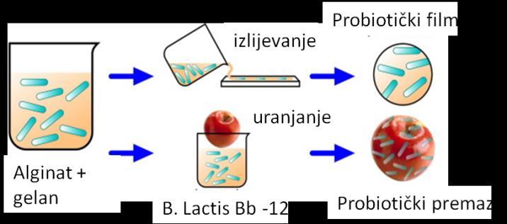 S PROBIOTIČKIM BAKTERIJAMA Obogaćivanje hrane probioticima Tradicionalno (farmaceutski proizvodi) Ne-tradicionalno (proizvodi bazirani na hrani) Filmovi i premazi s probiotičkim bakterijama