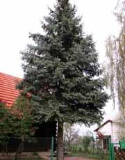 OPIS STABLA: Jasen je na kontinentu listopadno stablo visoko oko 20 m, dok se u primorju često javlja kao grm. Kora mu je tanka, svijetlosiva, a u starosti malo ispuca.