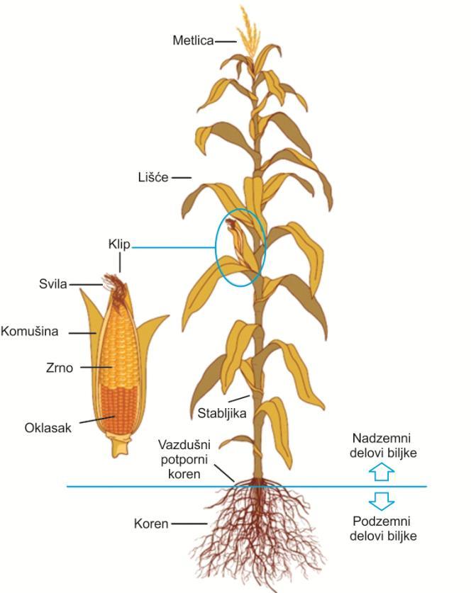 Uvod generacije 2G), a postoji i mogućnost korišćenja kukuruzovine kao supstrata za proizvodnju biogasa u procesu anaerobne fermentacije (Kaltschmitt i dr, 2016).