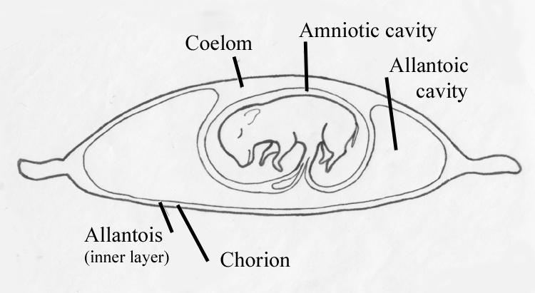Oko embrija 14 dana nakon oplodnje nastaju tri embrionalne ovojnice: amnion, korion i alantois.
