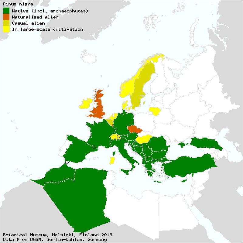 1.1.3. Distribucija i infraspecijska taksonomija Prirodno rasprostranjenje crnog bora je južna Evropa, severozapadna Afrika i Mala Azija.