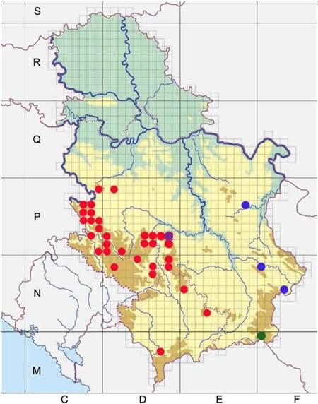 Glavna oblast prostiranja crnoborovih šuma u Srbiji nalazi se u njenom zapadnom i jugozapadnom delu, u srednjem toku reke Drine (Maljen, Tara, Zlatibor, Kremna, Šargan, Viogor), odakle se pružaju na