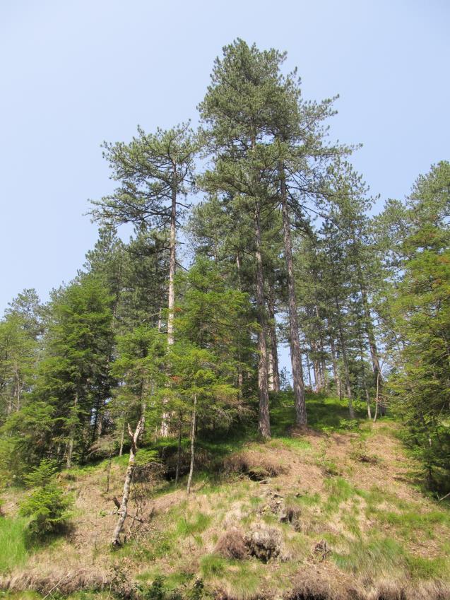 ) Naime, u zapadnim, jugozapadnim i centralnim delovima Srbije široko je rasprostranjena tipska podvrsta (ssp. nigra) u okviru koje su opisana tri varijeteta: var. nigra, var. zlatiborica Adam. i var.