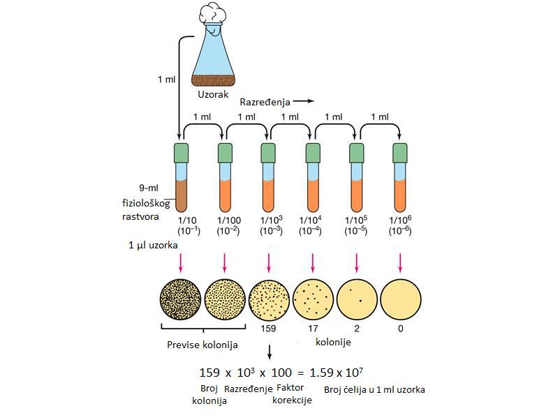 na 37 o C i nakon inkubacije (24 sati za bakterije, a 48 sati za kvasce) brojane su kolonije na Petri šoljama.