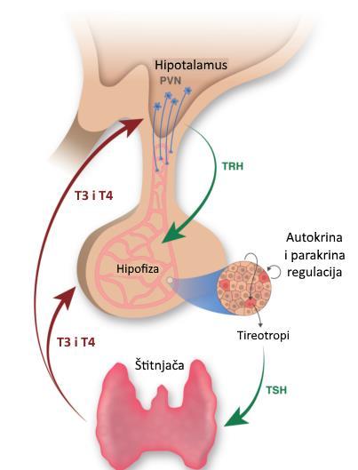 Slika 2. Hipotalamo-hipofizno-tiroidna os. Paraventrikularne jezgre hipotalamusa (PVN) sintetiziraju TRH koji stimulira hipofizne tireotropne stanice na sintezu TSH.