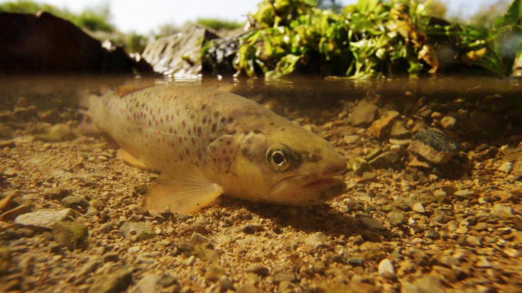 Potočna pastrva Salmotrutta m. Fario Tijelo potočne pastrve je vretenastog oblika. Savršeno je prilagođena životu u brzim tekućicama. Cijelo tijelo prekriveno je sitnim cikloidnim ljuskama.