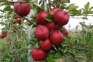 Jabuka ima velike zahtjeve prema vodi u tlu i prema vlažnosti zraka što ju čini biljkom humidnih područja. Tijekom vegetacije zahtjeva do 800 mm oborina, a godišnje i preko 1000 mm (Miljković, I.