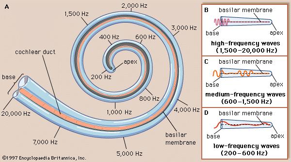 Frekvencije duž bazilarne membrane