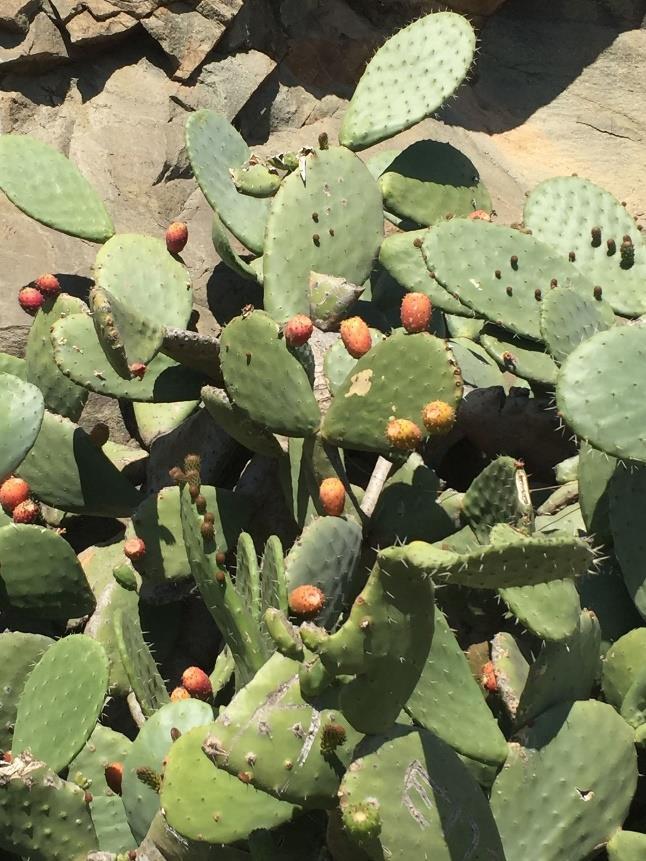 Slika 7. Opuntia ficus indica (https://www.gbif.org/) Zabilježena je na kamenjarskim područjima Hrvatske.