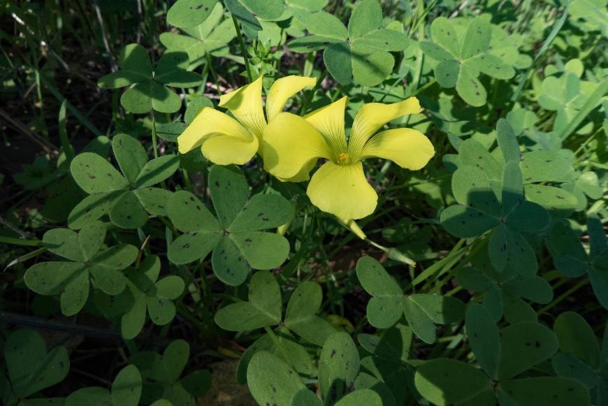 Biljka cvjeta od siječnja do ožujka, ali rijetko plodonosi na Mediteranu. Na Mediteranu se prvenstveno razmnožava vegetativno bulbilima. Slika 8. Oxalis pes-caprae (https://www.gbif.