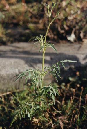 Slika 2. habitus vrste Bidens subalternans (http://alienplantsbelgium.be/content/bidens-subalternans) Dvozub je biljka podrijetlom iz Južne Amerike. Naseljava topla i vlažna mediteranska staništa.