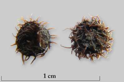 Slika 31. Medicago arabiga grupa TIP 1 Slika 32. Medicago arabica grupa TIP 2 Plod (mahuna) smotan je poput puževe kućice.