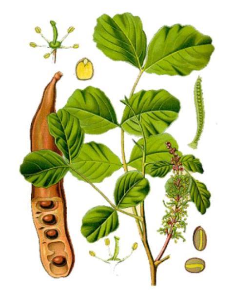 2. PREGLED LITERATURE Rogač (Ceratonia siliqua L., Fabaceae, 1977.), raste na području Mediterana, te se koristi još od doba stare Grčke.