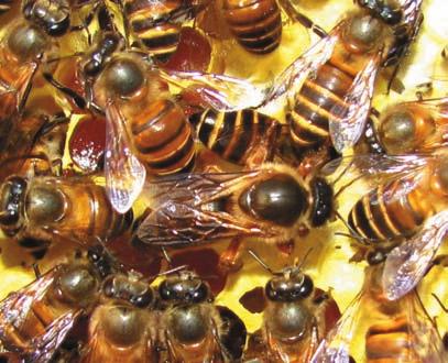 Kao uostalom i kod evropske pčele, mora biti dovoljno prostora za širenje legla da bi se sprečilo rojenje.