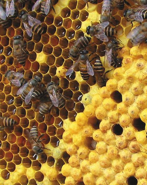 Na taj način možemo da proširimo zajednicu na par nastavaka po visini, u zavisnosti od količine nektara u prirodi. Ako zakasnimo, pa pčelinja zajednica padne u rojivo raspoloženje, nema joj spasa.