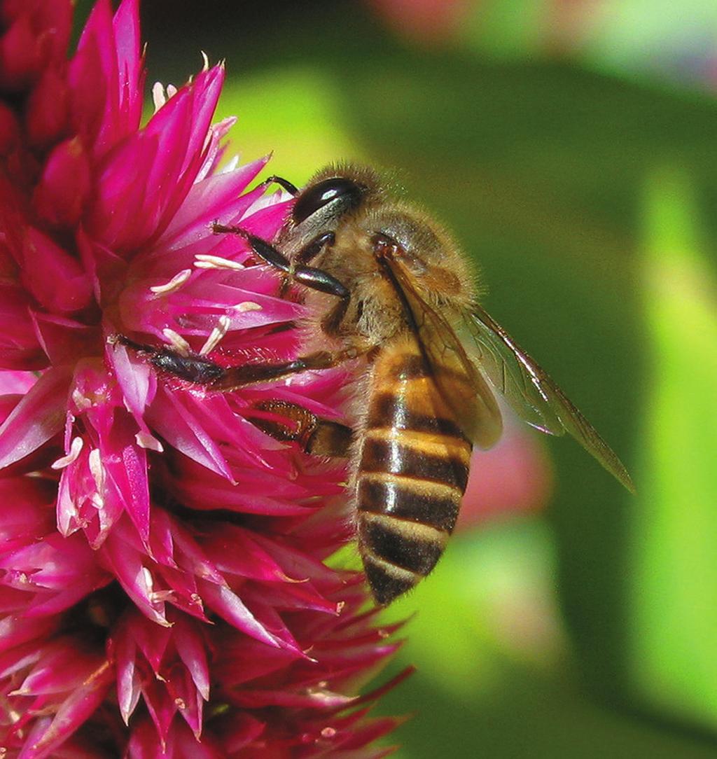 7. Ukoliko žele da cede med, najdragocenija informacija za pčelare početnike je koje medonosno biljke