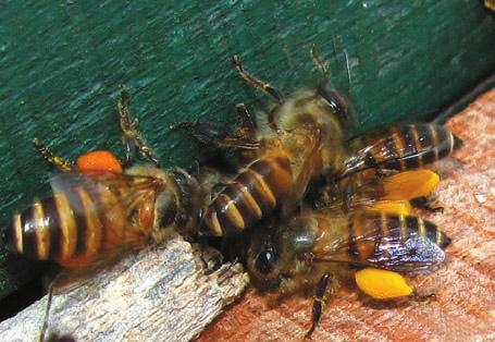 Lakše je sa polenom, jer se na ulazu u košnicu vidi, pa se po tome može pratiti odakle dolaze pčele.