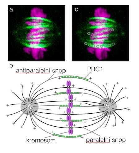 Slika 3. a) Prikaz diobenog vretena HeLa stanice snimljene fluorescencijskim konfokalnim mikroskopom. Zelenom bojom obilježen je protein PRC1, a ružičastom bojom kromosomi.