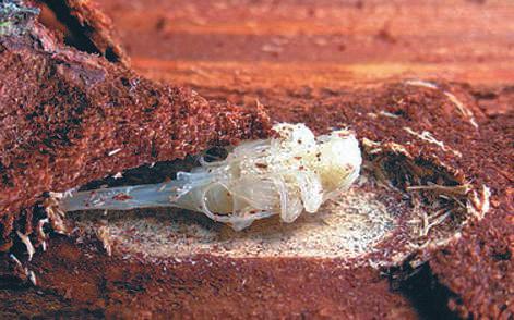 Sl. 1. Jelova cvilidreta Acanthocinus reticulatus Razoumowsky. Kukuljica u zipci u debeloj kori jele. Fig. 1 Silver fir longhorn beetle Acanthocinus reticulatus Razoumowsky.