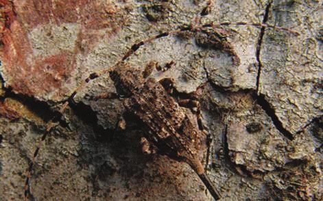 Sl. 3. Odrasla li~inka crnogori~ne cvilidrete Rhagium inquisitor L. neposredno prije prelaska u kukuljicu. Fig. 3 Fully grown larva of coniferous longhorn beetle Rhagium inquisitor L.