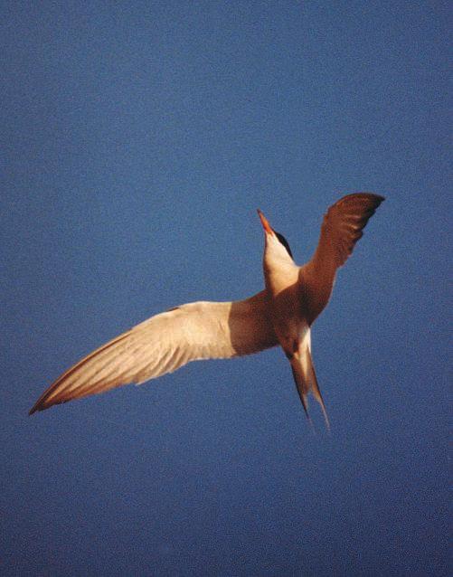 ZA[TITA PRIRODE OBI^NA ^IGRA (Sterna hirundo L.) Naraste u du`inu oko 35 cm s rasponom krila 80 95 cm, a po veli~ini je malo manja od rije~nog galeba (Larus ridibundus L.) s kojim je ~esto zajedno.