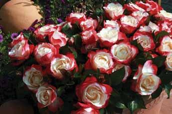 Nostalgične Đardina Giardina Penjačica porasta oko 4m, veoma cvetna, cvet nostalgičan izraženog mirisa, nežno ružičaste boje.