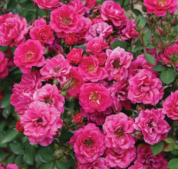Lila-roze. (Poulsen 1988).