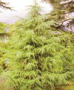 Cedrus Deodara Habitus piramidalan sa granama koje su povijene na