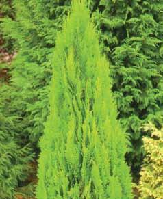 Chamaecyparis Lawsoniana Green Pillar