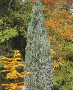 Chamaecyparis Lawsoniana Pembury Blue